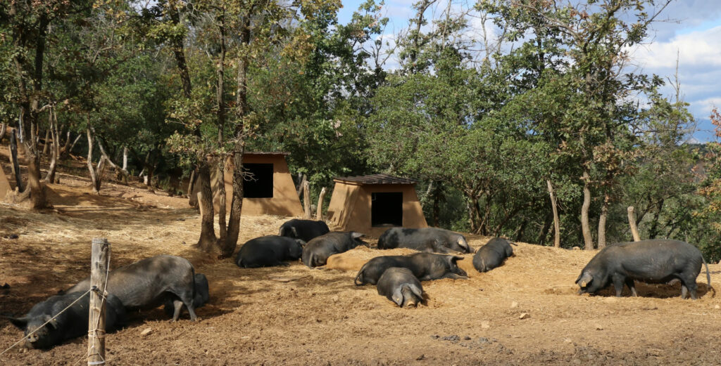 Suini neri di razza Apulo Calabrese allevati all’aperto nel bosco degli allevamenti Madeo in Calabria