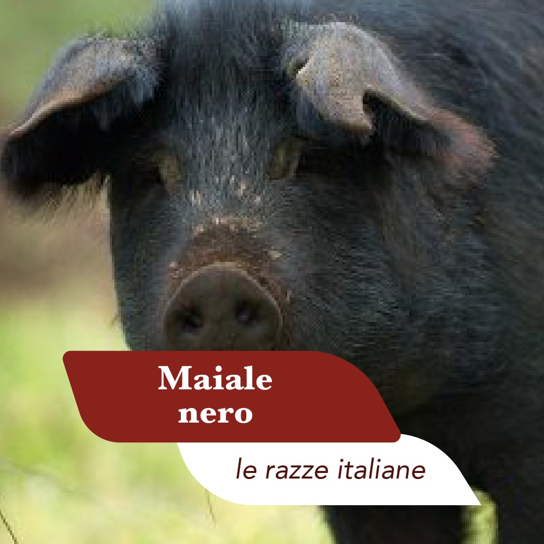 Maiale nero di razza autoctona italiana fotografato al pascolo