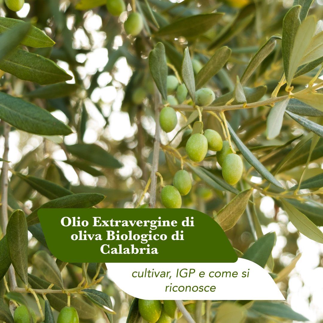 Olive verdi sulla pianta in un oliveto calabrese, materia prima dell’olio extravergine di oliva biologico