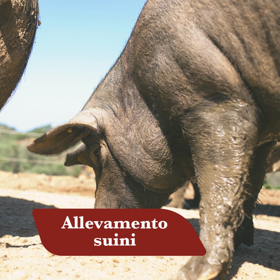 Allevamento suini allo stato semibrado: Suino Nero di Calabria al pascolo