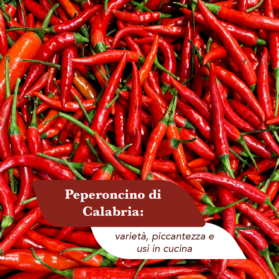 Peperoncini rossi calabresi freschi appena raccolti, lunghi e sottili, ammucchiati con il picciolo verde
