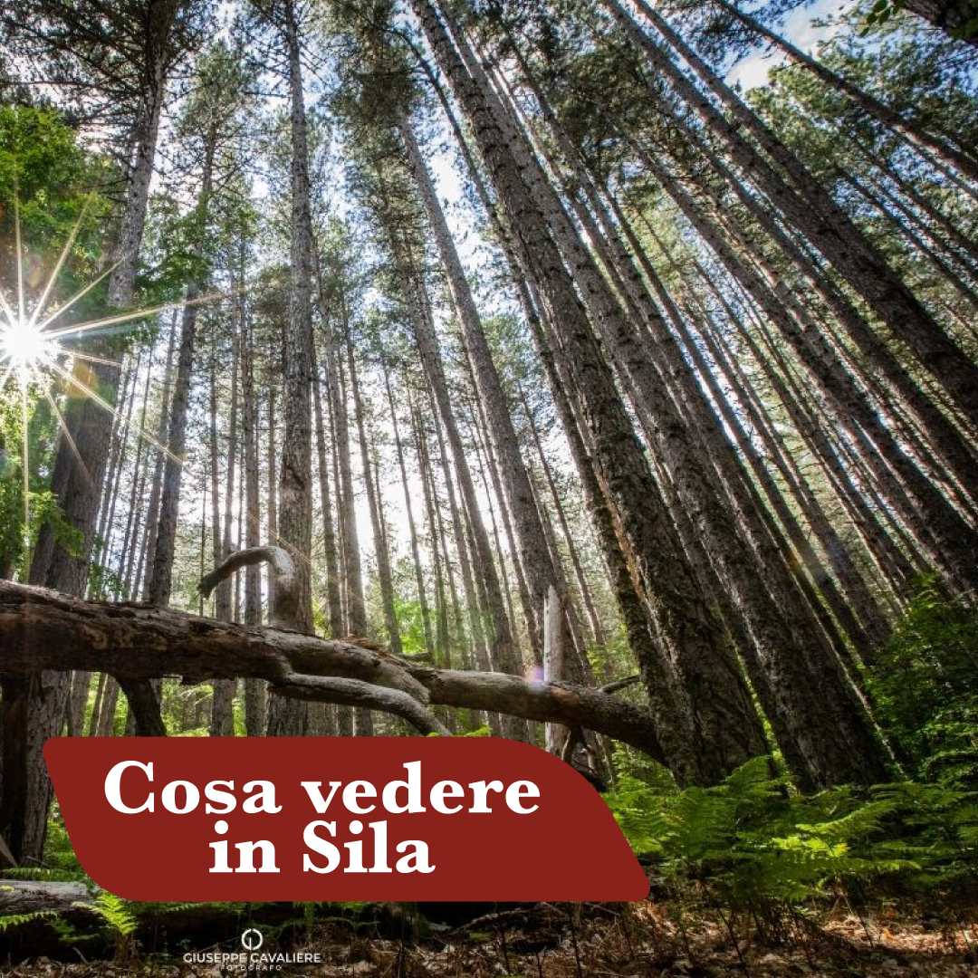 Bosco di pini larici della Sila con luce del mattino tra gli alberi