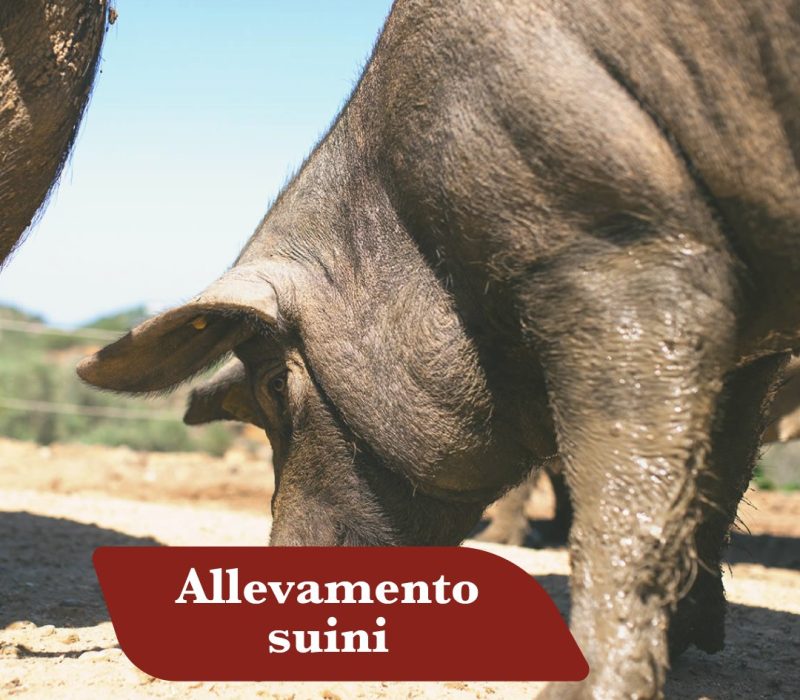 Allevamento suini allo stato semibrado: Suino Nero di Calabria al pascolo