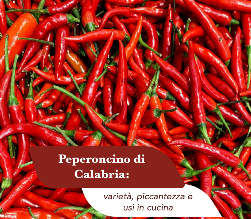 Peperoncini rossi calabresi freschi appena raccolti, lunghi e sottili, ammucchiati con il picciolo verde